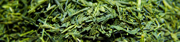 Teekurse für japanischen grünen Tee mit Mika Morita